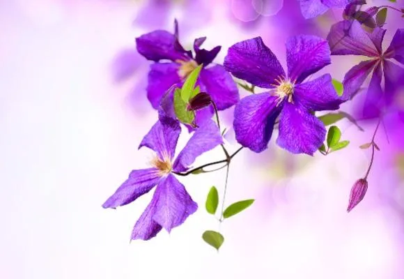 Clematis-Flower-Violet