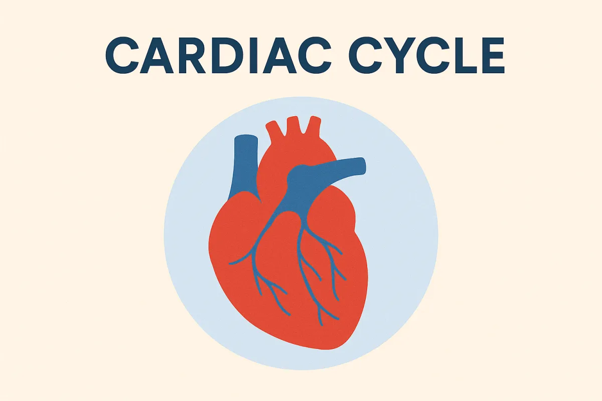 The Cardiac Cycle: Essential Knowledge for Nurses