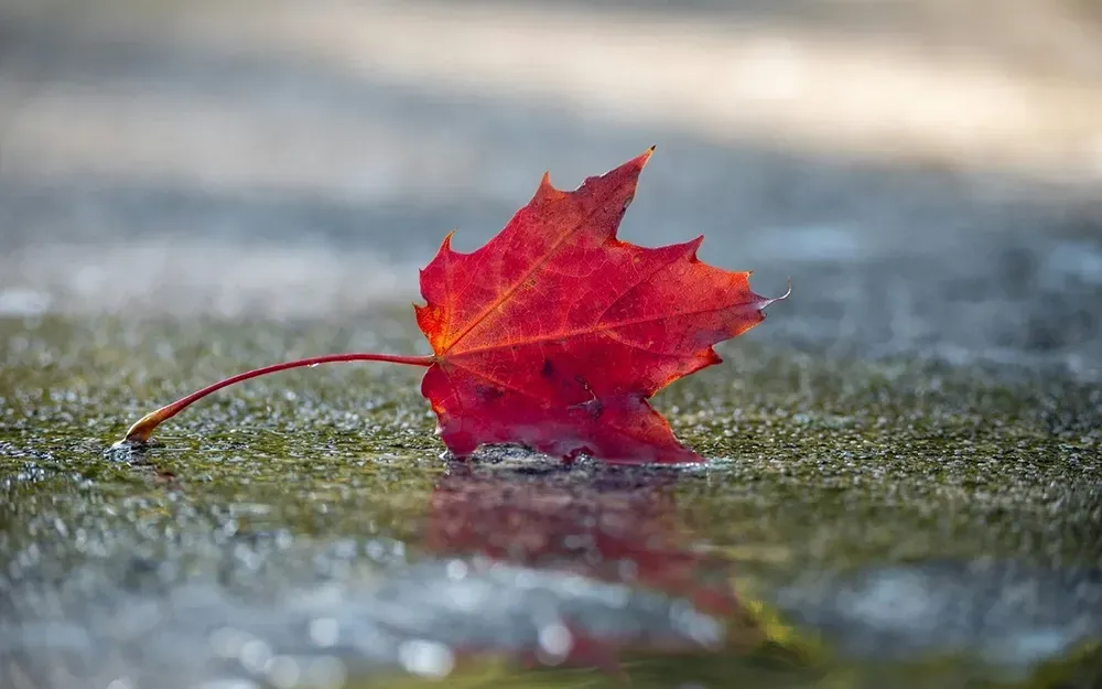 Autumn, Grief, and the Celebration of Life | Reiki Reflections on Love, Loss, and Healing