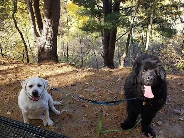 Energy on a Leash — What Your Pet is Reflecting Back to You