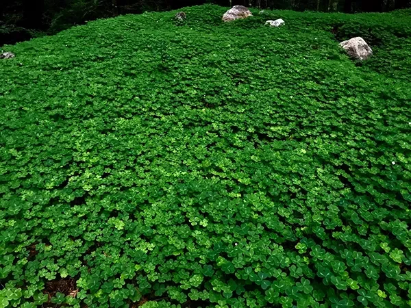 Healing in Stillness with Clover, Reiki &amp; the Lion’s Gate Portal