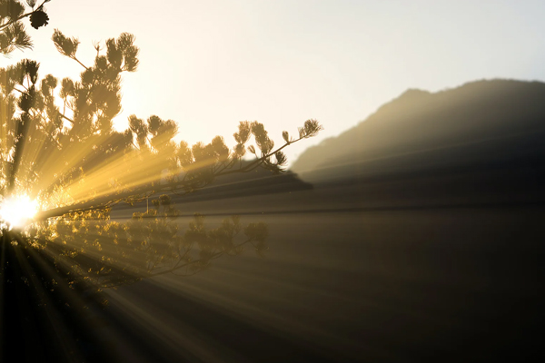 How to Choose the Best Reiki Practitioner for You | Dragonfly Reiki Marketplace