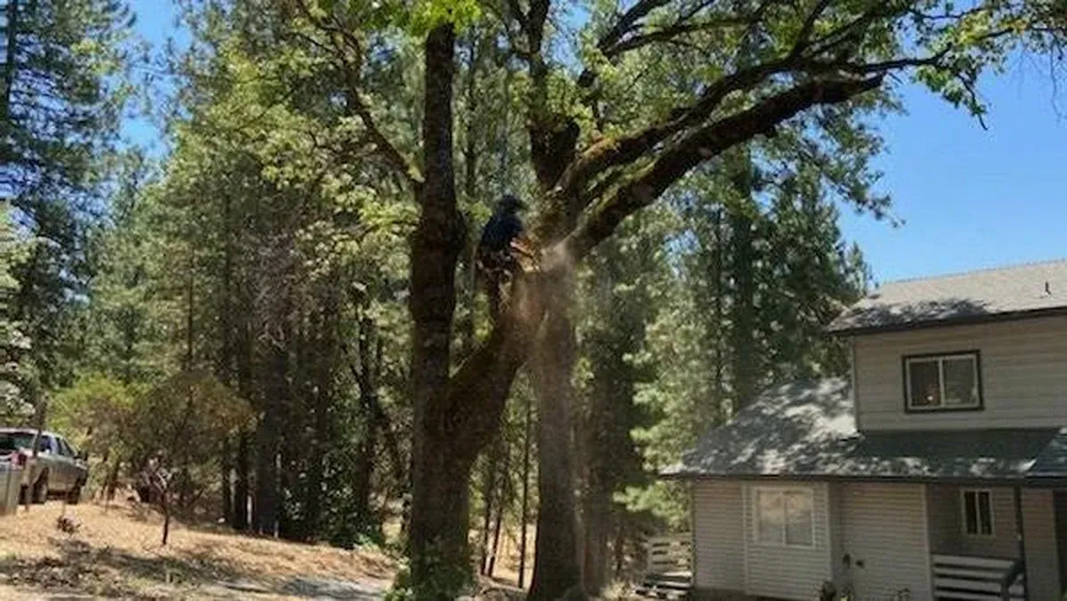 Palm Tree Maintenance: Why Skinning is Essential for Safety