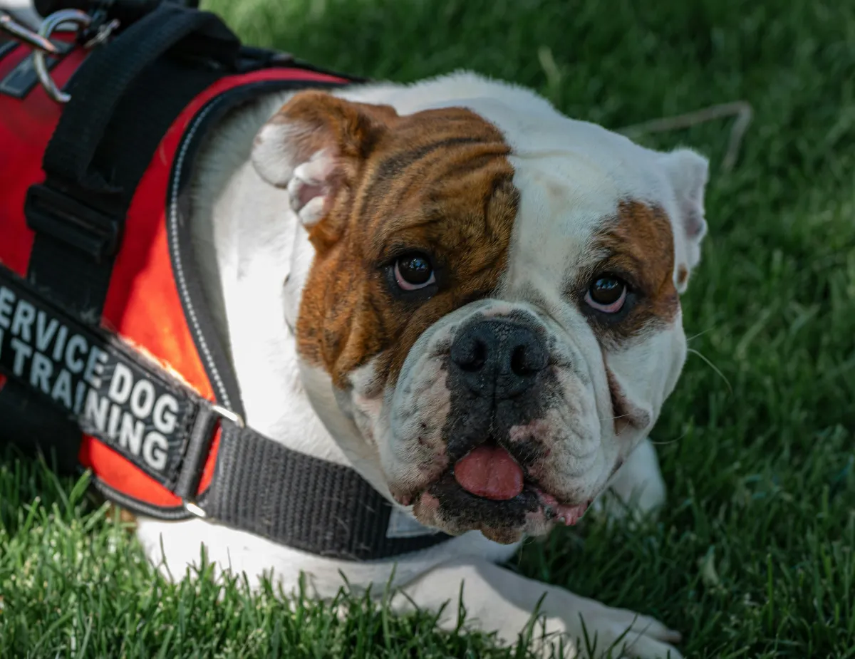 Transformative PTSD Service Dogs in Anaheim, CA