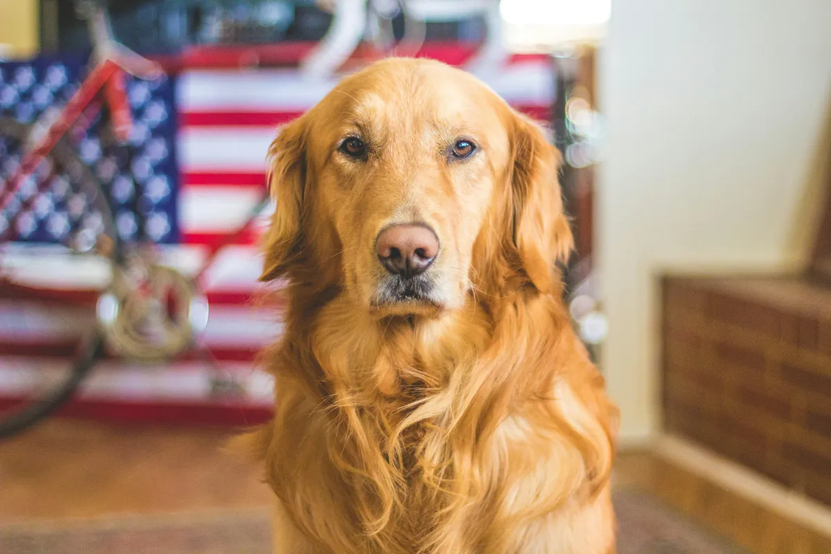 golden dog in front of usa flag