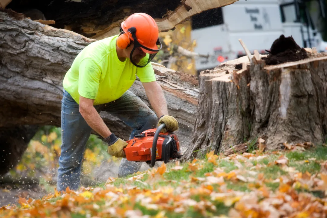 Tree care