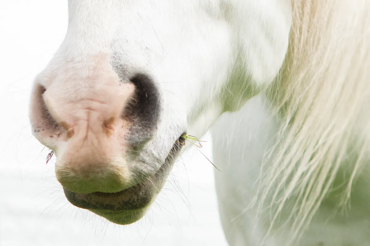 Pferd in kohärenter Präsenz spiegelt menschliche Emotionen