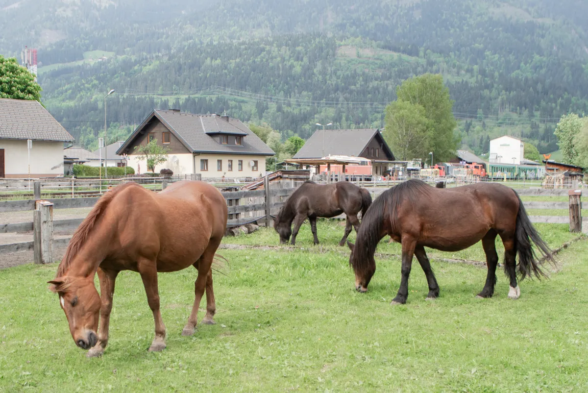 Bronco und Ronja – Pferde als Spiegel des Menschen und Lehrmeister der Souveränität