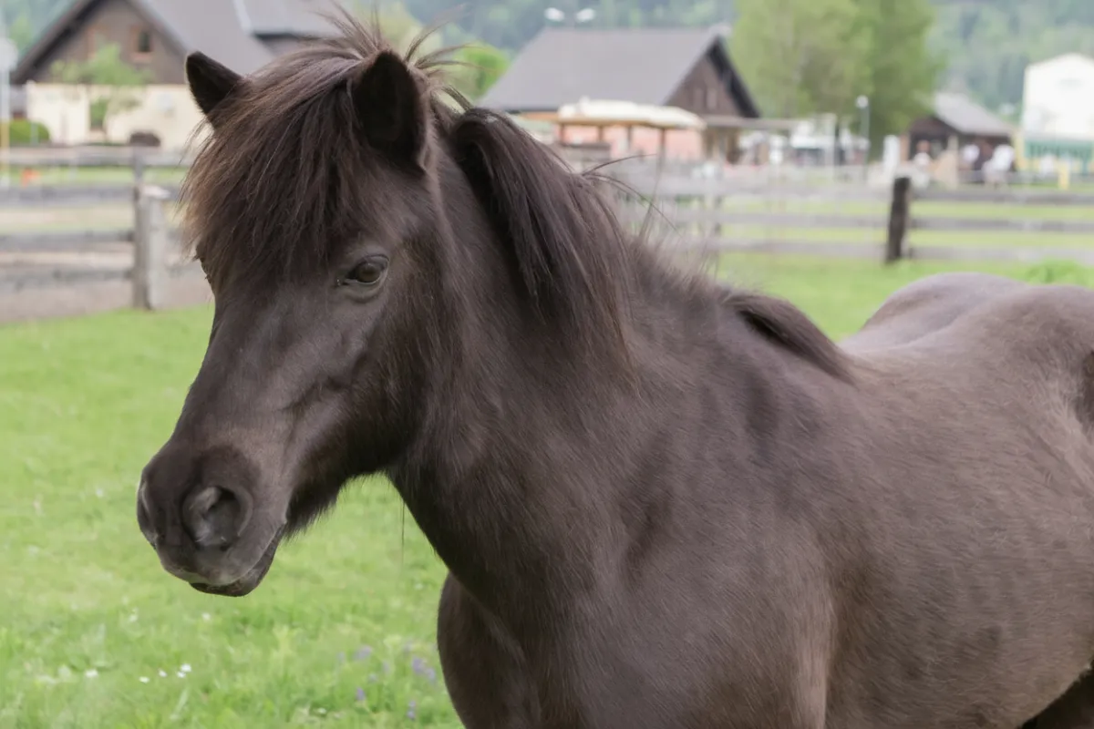 Aleah - Die Wächterin der Urkraft | Klarheit & innere Wahrheit