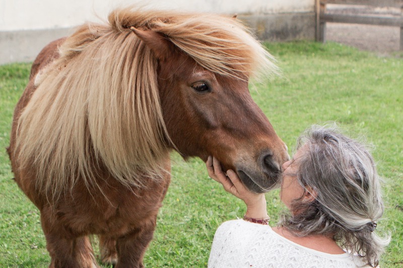 Mato – Der stille Begleiter | Shetlandpony mit feiner Präsenz & heil Sein