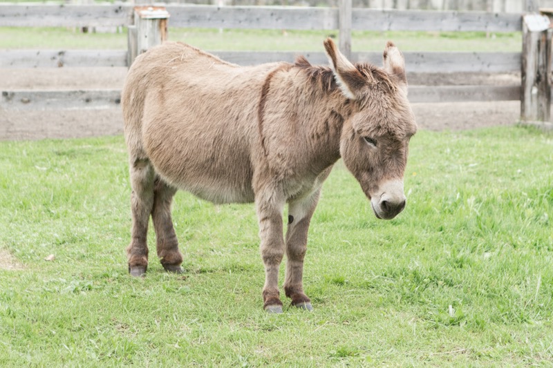 Manolito - Der Hüter der Freude | Die Medizin des Esels
