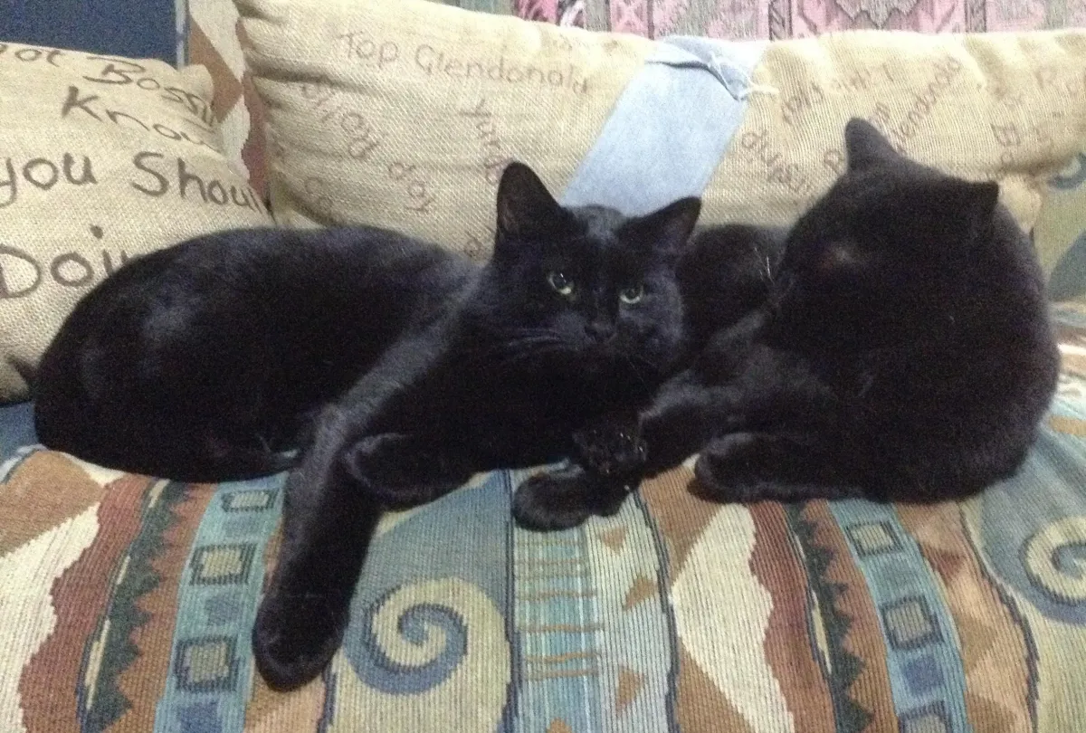 Black cats