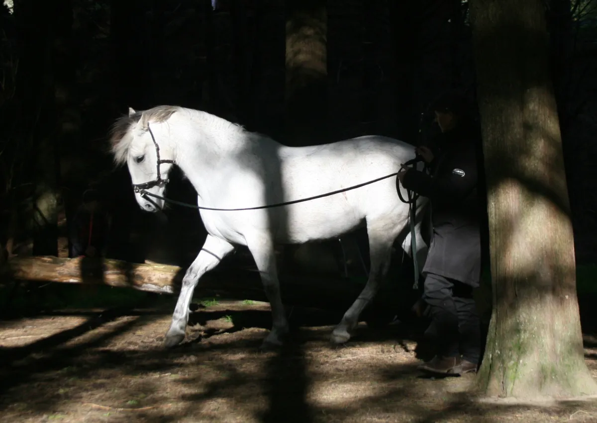 Dancing horse