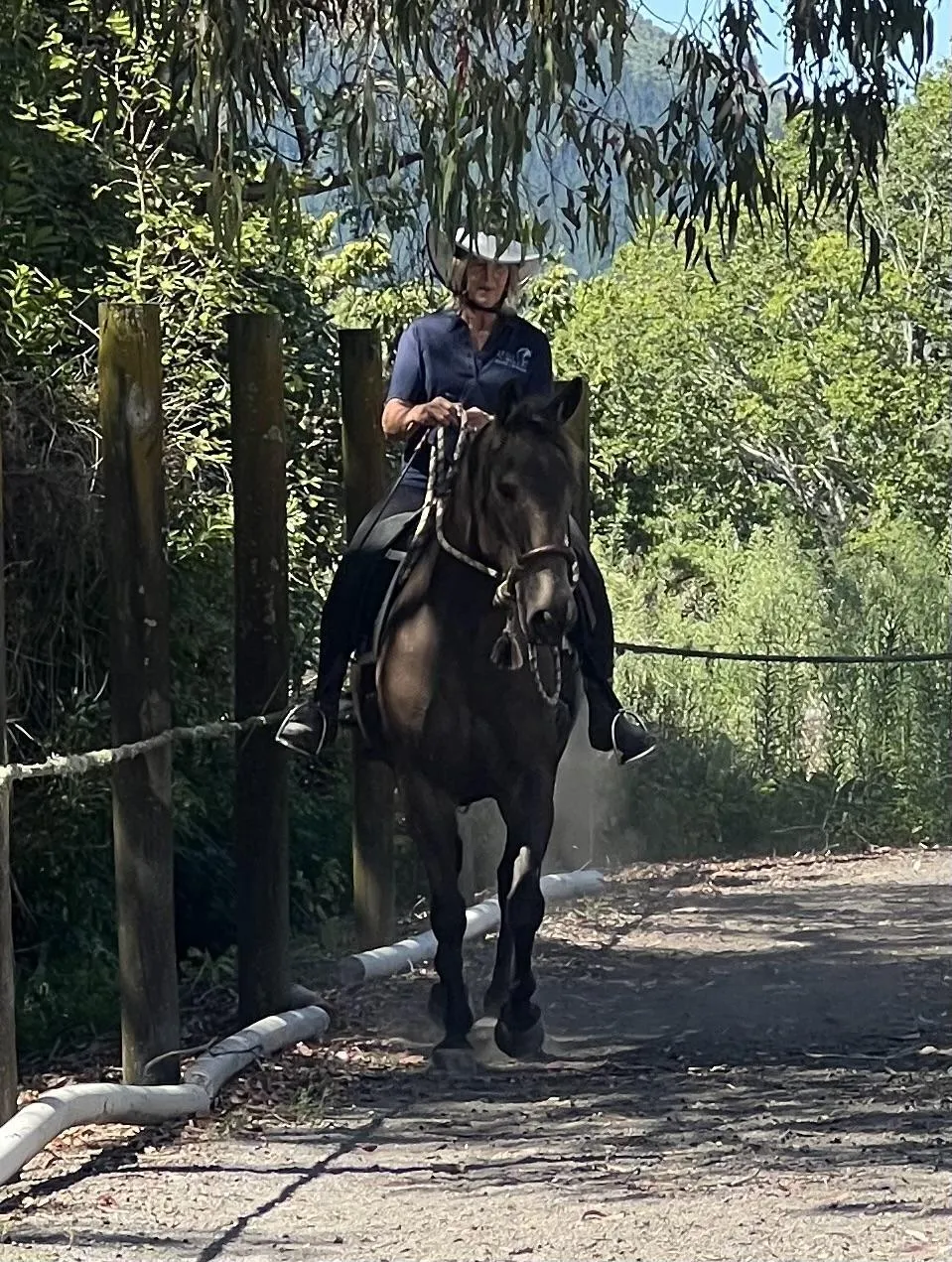 lovely horse and rider