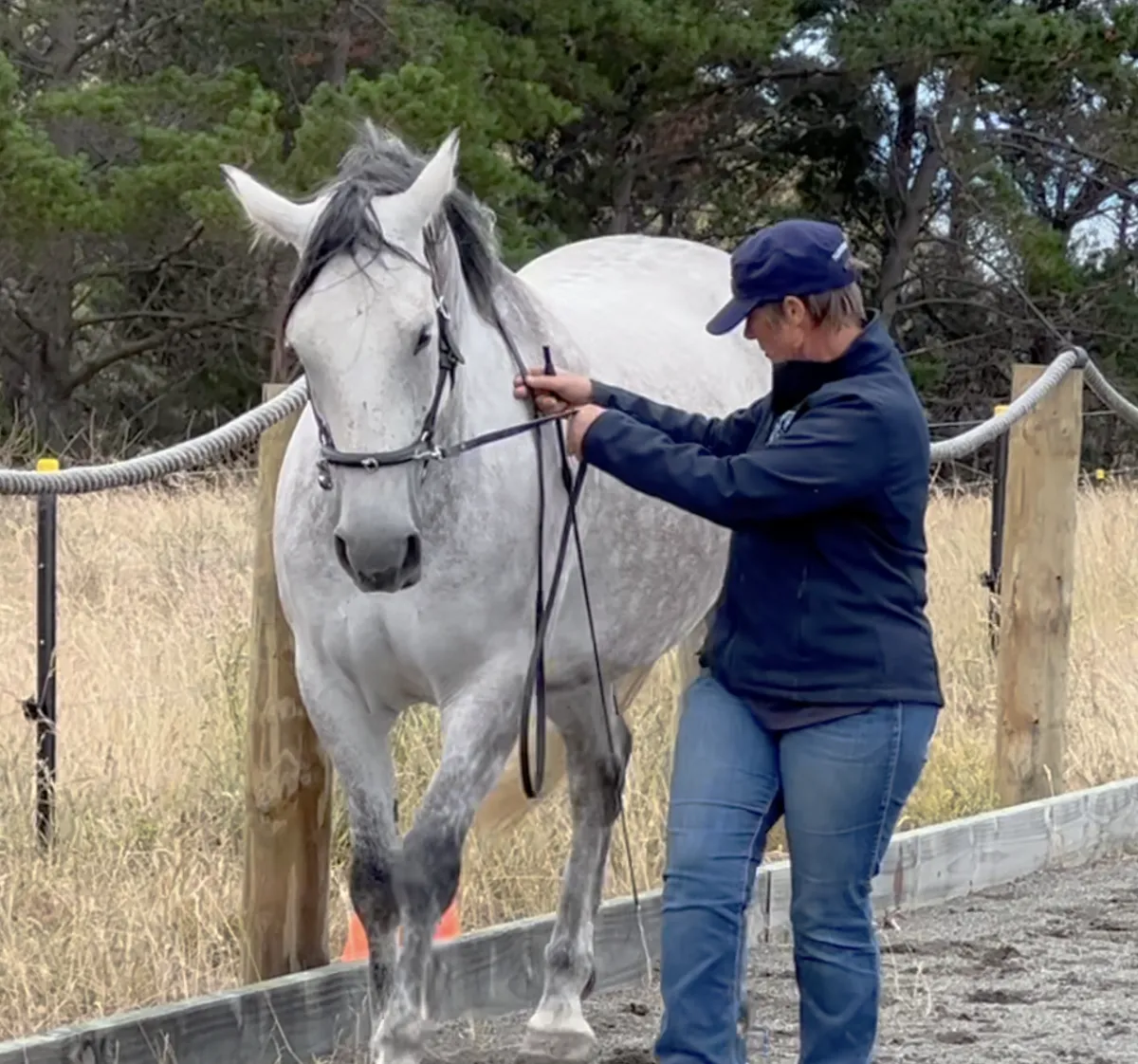 Horse working In-Hand