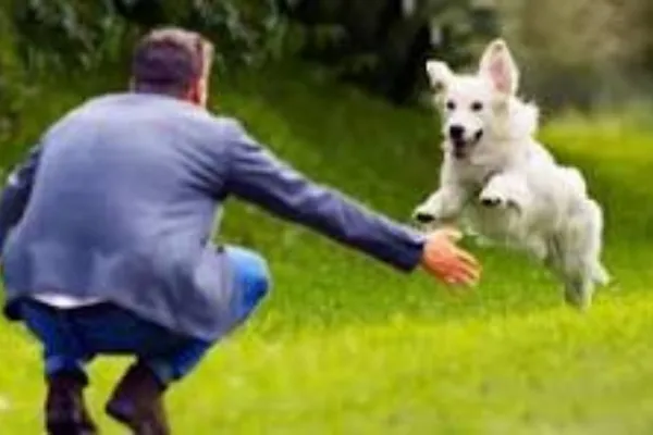 Happy reunion between dog and owner