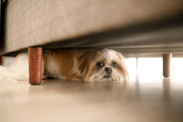 Scared dog under bed