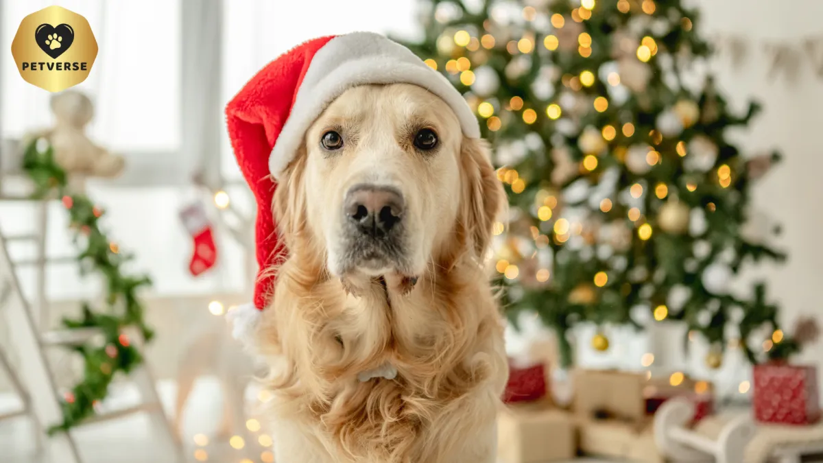 Golden Retriever with Christmas hat on