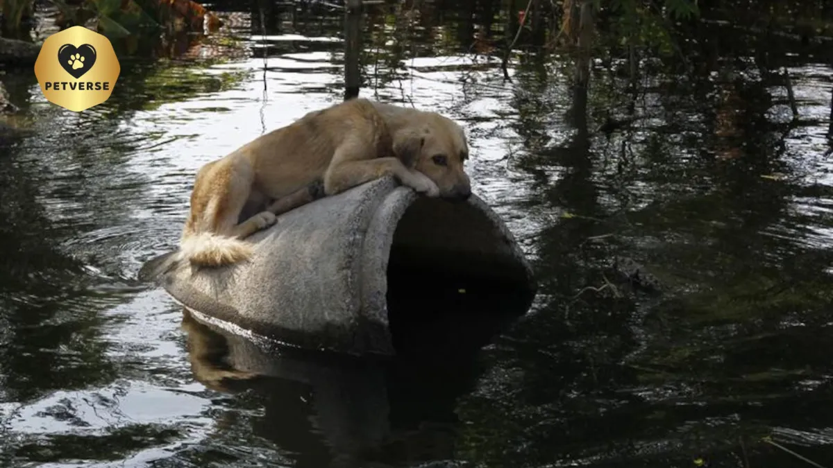 Dog floating on pipe in flood