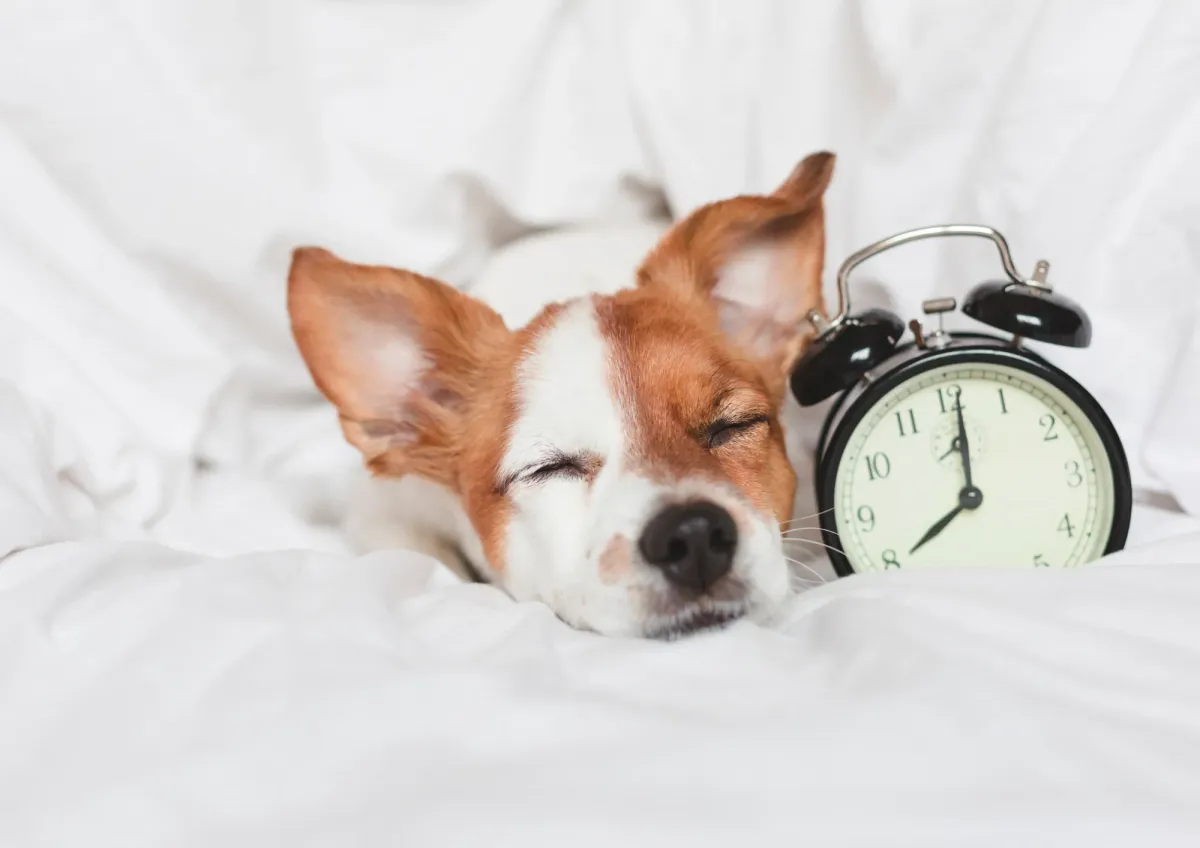 Your daylight saving time guide - Spring Forward