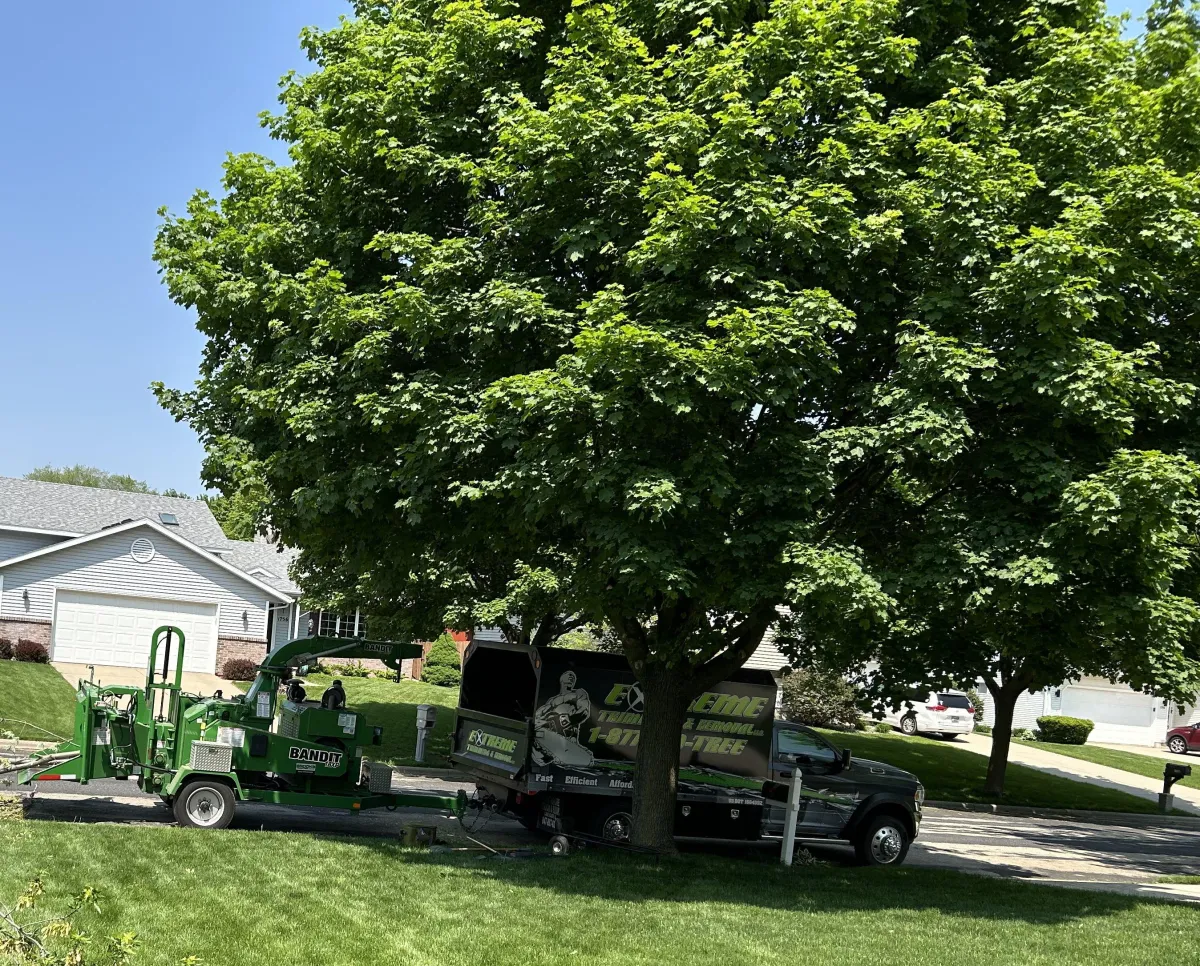 Tree Maintenance