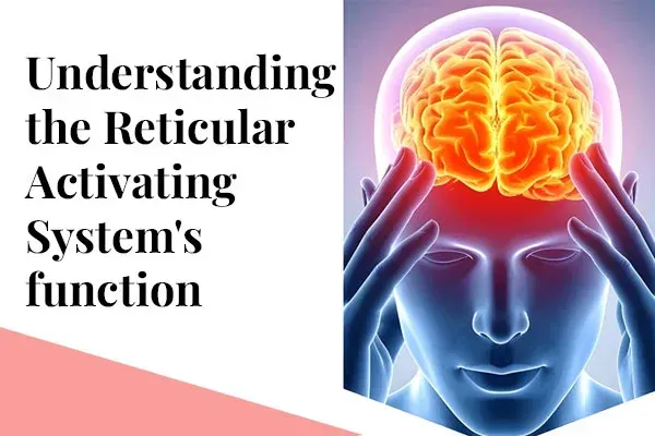 What Is the Reticular Activating System (RAS)? Train Your Brain to Focus, Achieve and Thrive