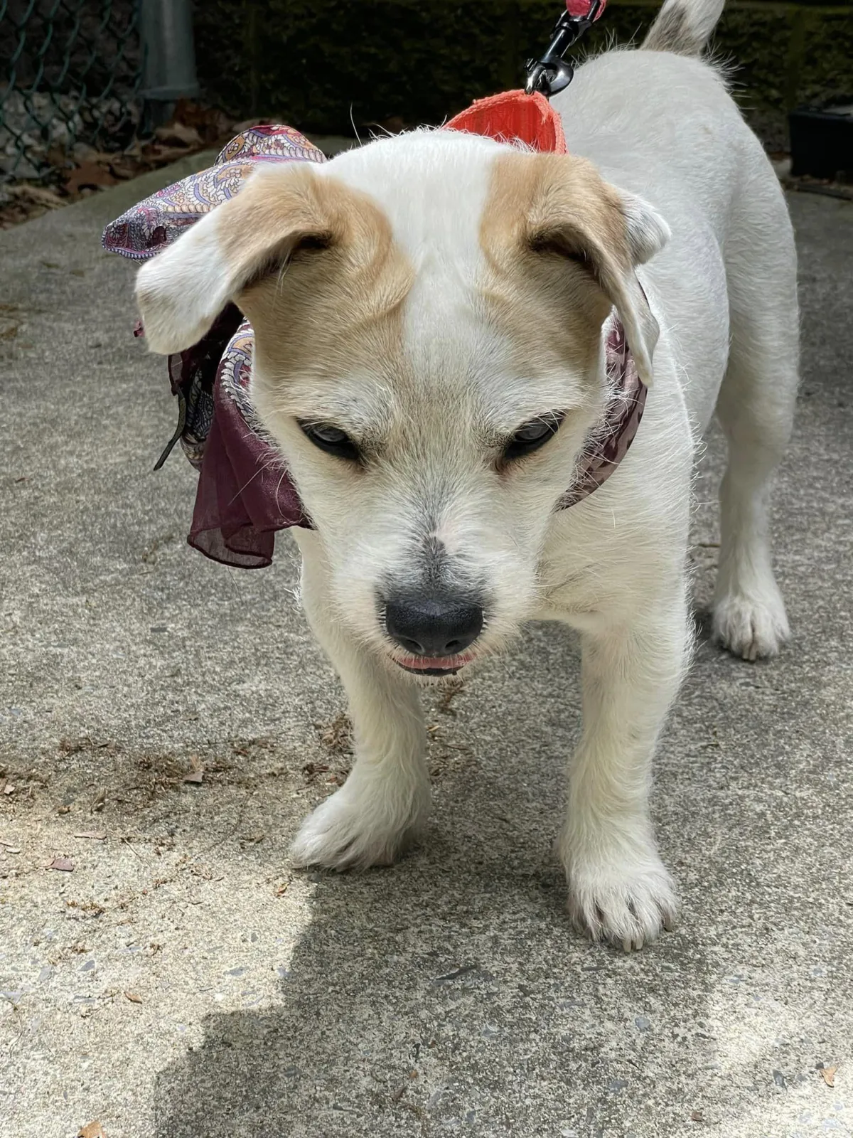 Why do people foster pets?