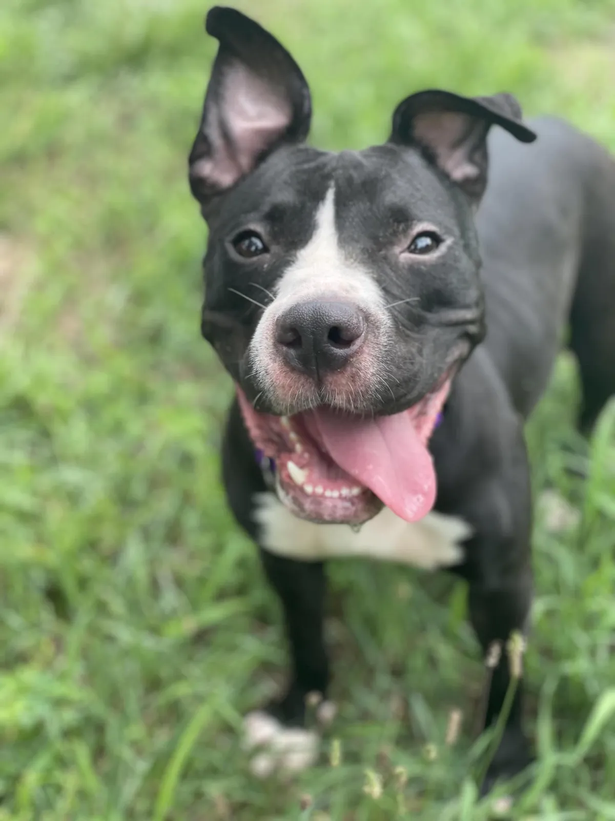 Felicity- a Forgotten Dog