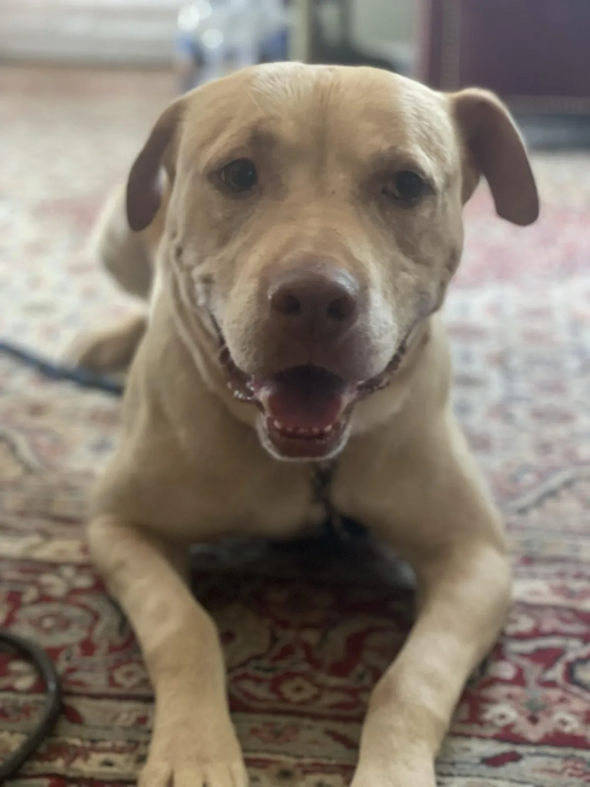 Diary of a foster dog named Walla
