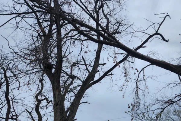 Is That Tree a Goner? The Ultimate Guide to Dead Tree Removal in Decatur, IL