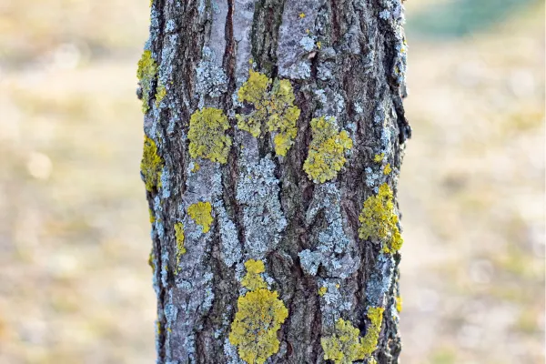 The Hidden Dangers of Neglecting Tree Service in Decatur, IL
