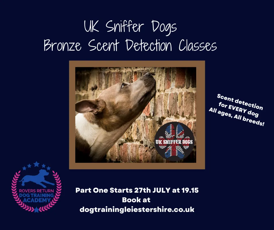 scent work dog