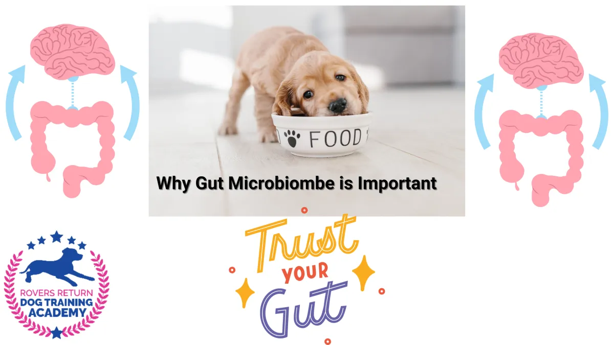 importance of gut microbiome for dogs