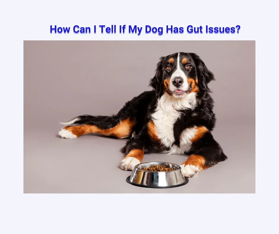 Guts problems in dogs
