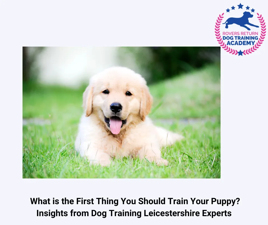 cute puppy 