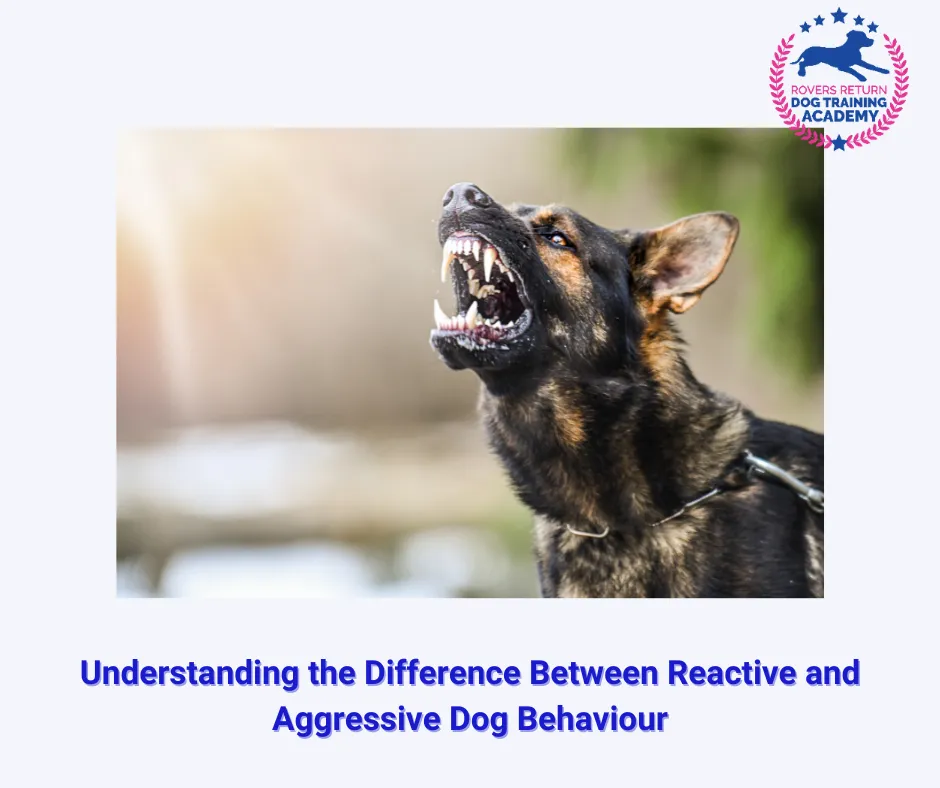 aggressive dog