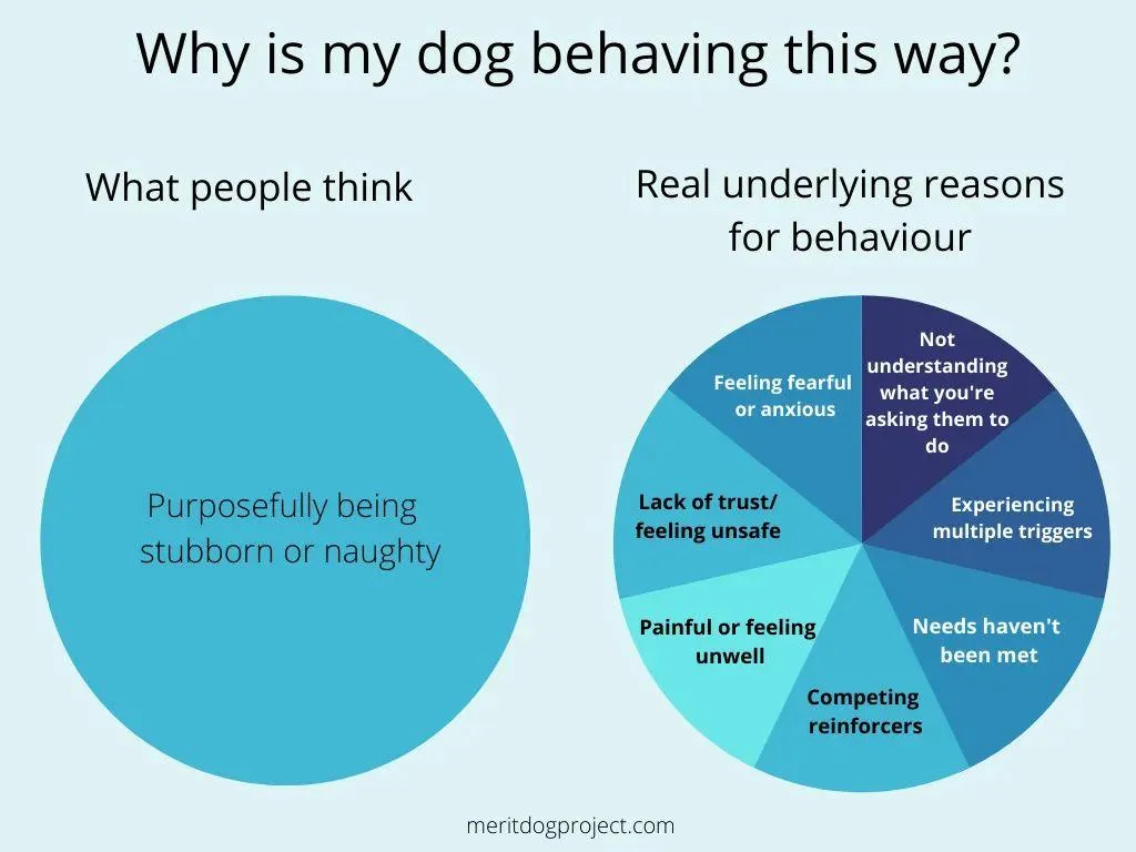 Bheaviour change dogs