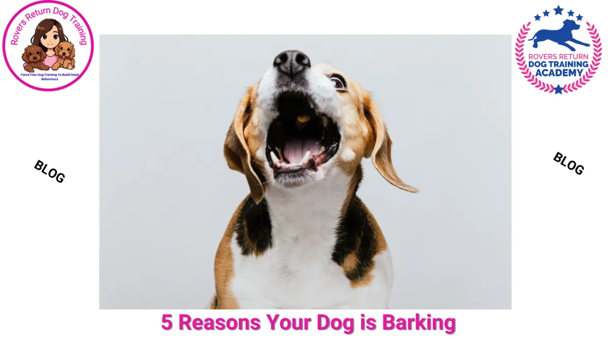 barking dog in training