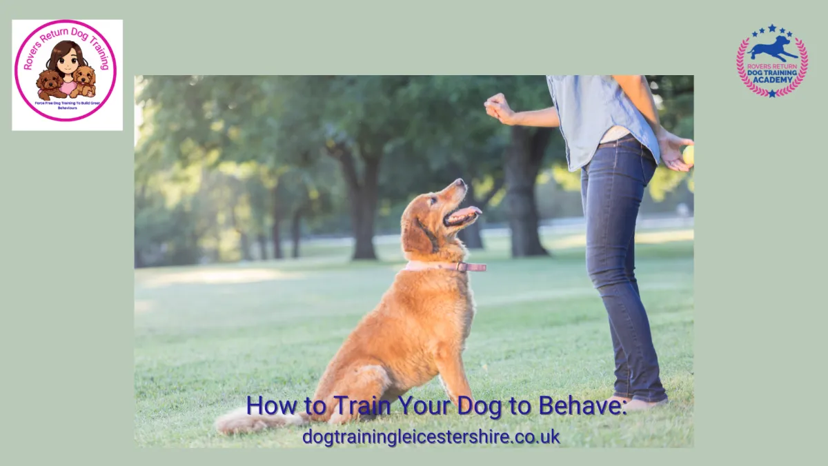 train your dog to behave