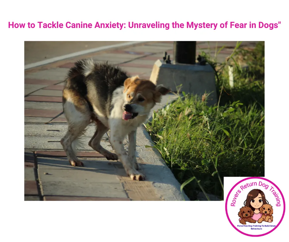 fear in dogs