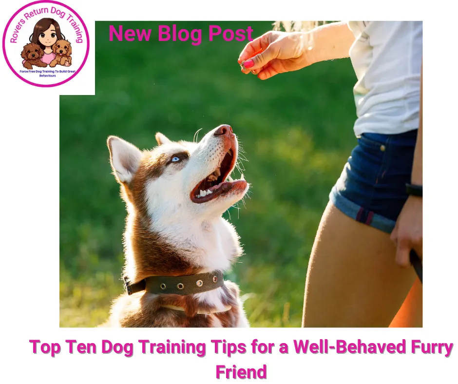 top 10 dog training tips