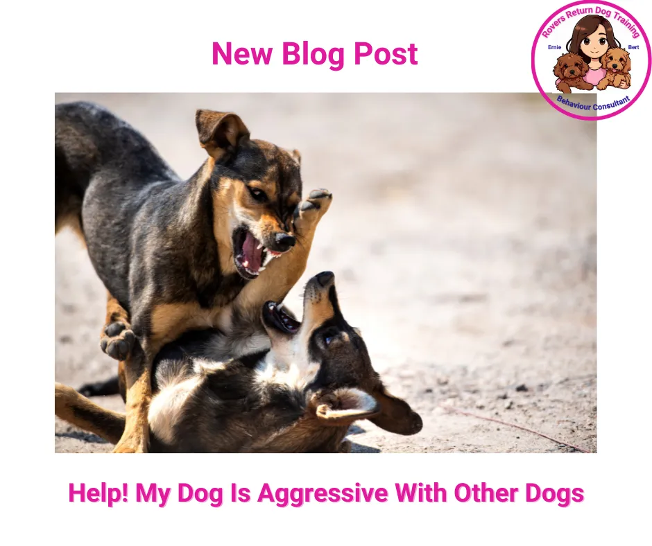 Dog dog aggression