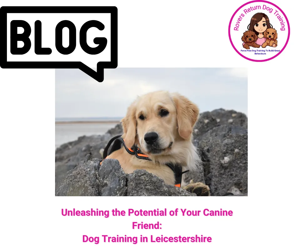 cute puppy in training