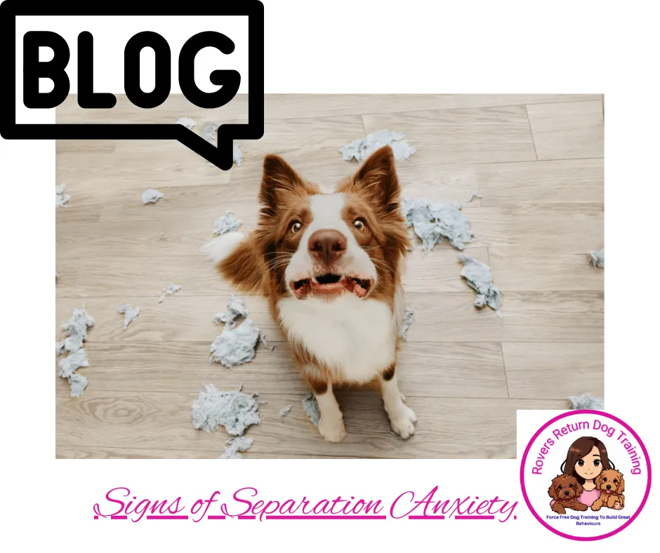 seperation anxiety on dogs