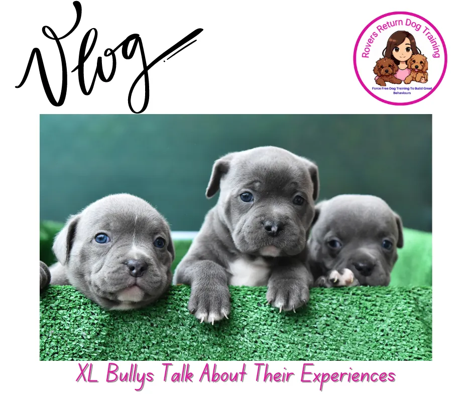 xl bully dogs