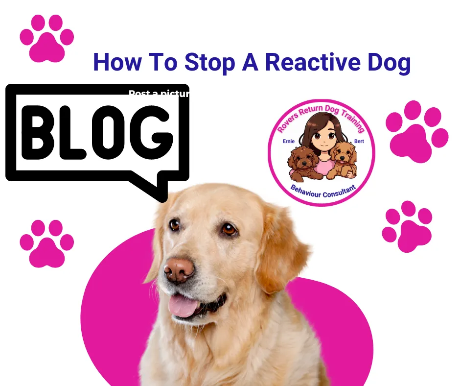 stop reactive dog behaviour