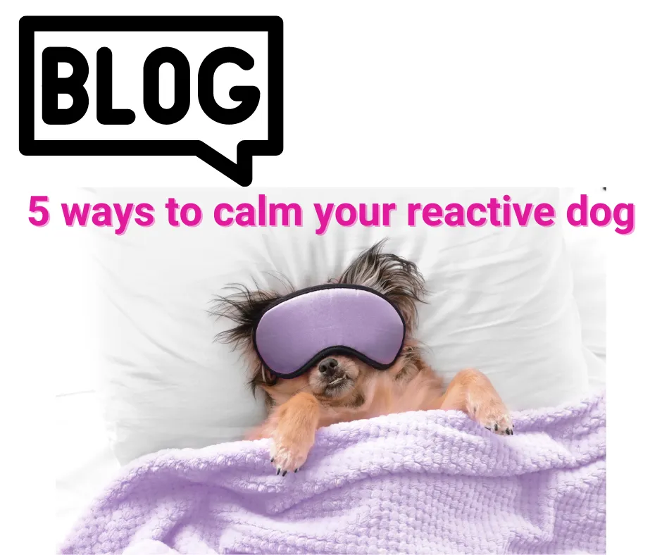 calm dog in bed