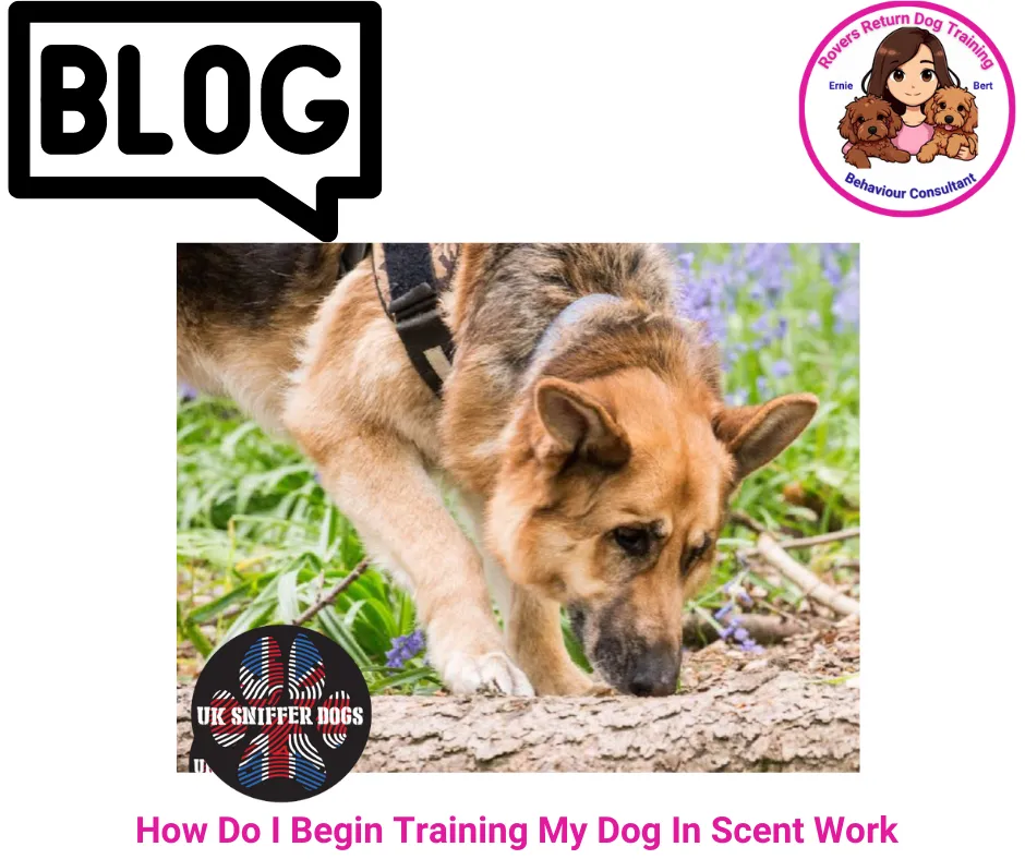 scent dog training 
