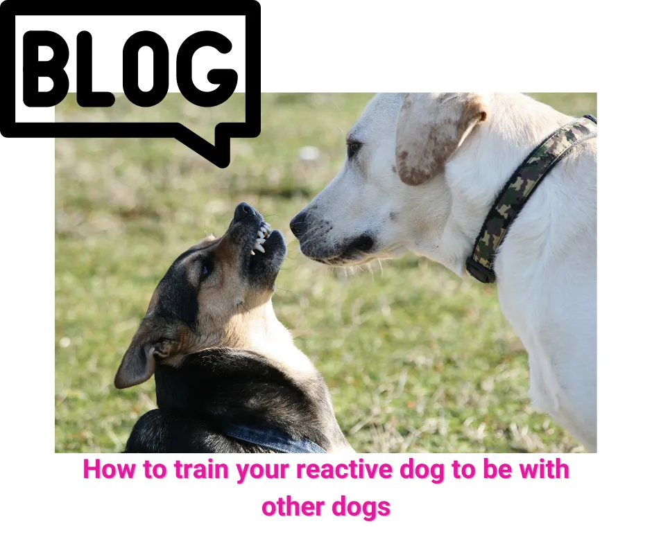 reactive dogs