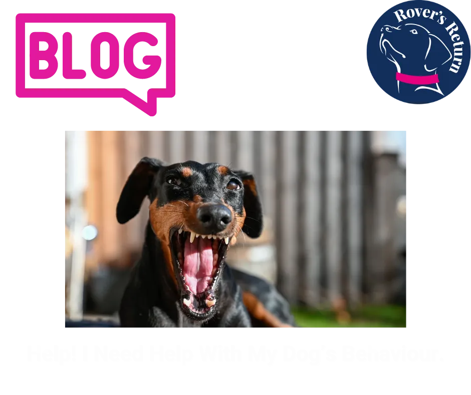 Need help with your aggressive dog